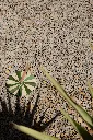 KEP KAKI NATURE 3_3 2.webp