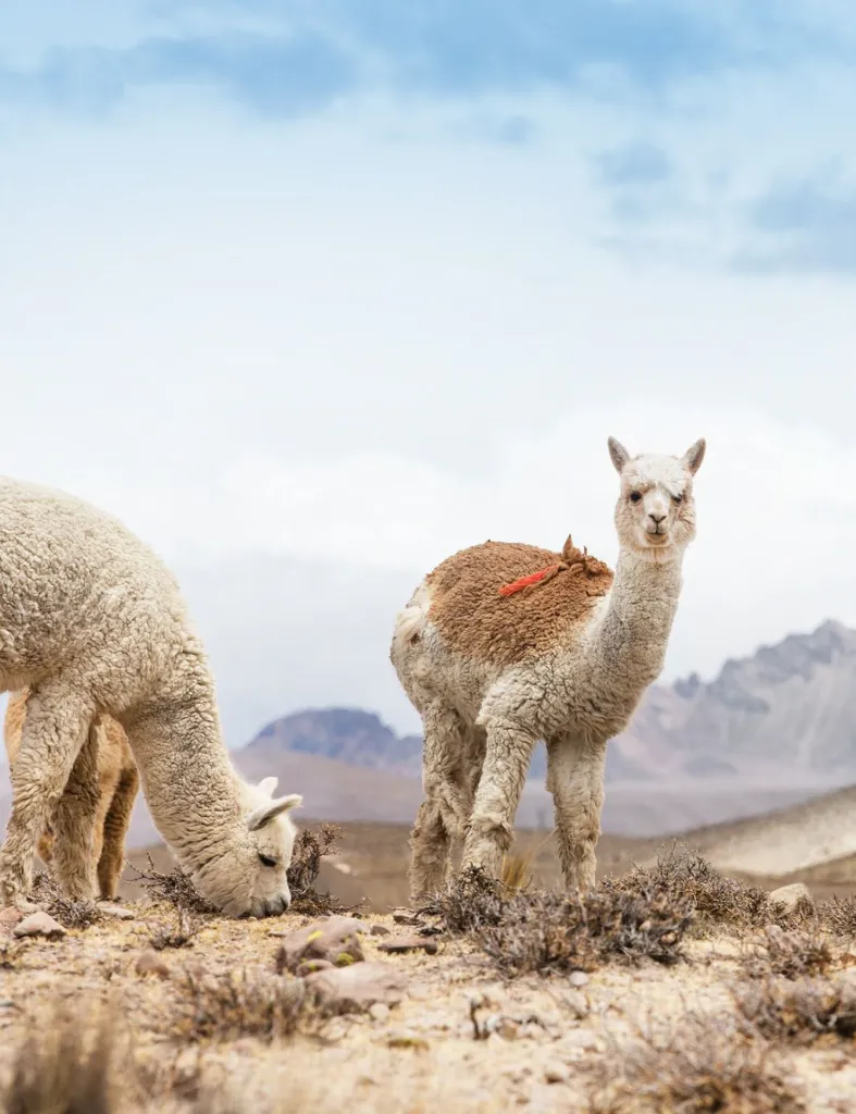 5701311974022 - 70007 - Basket throw - Orion blue 2.webp